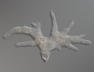 amoeba 